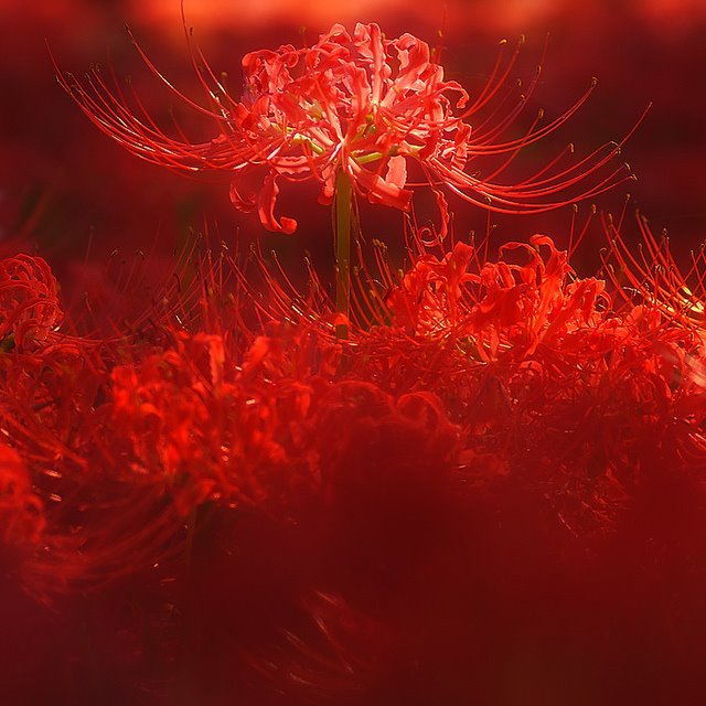 Hãy chiêm ngưỡng vẻ đẹp tuyệt vời của hoa bỉ ngạn đỏ trong hình ảnh này! Sự phát triển của chúng là một tiểu phẩm nghệ thuật tự nhiên, tỏa sáng sức sống và sự tinh tế trong từng chi tiết. Bạn sẽ thật sự cảm thấy thư giãn khi được ngắm nhìn những bông hoa đỏ tươi sáng này.